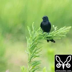オウチュウ