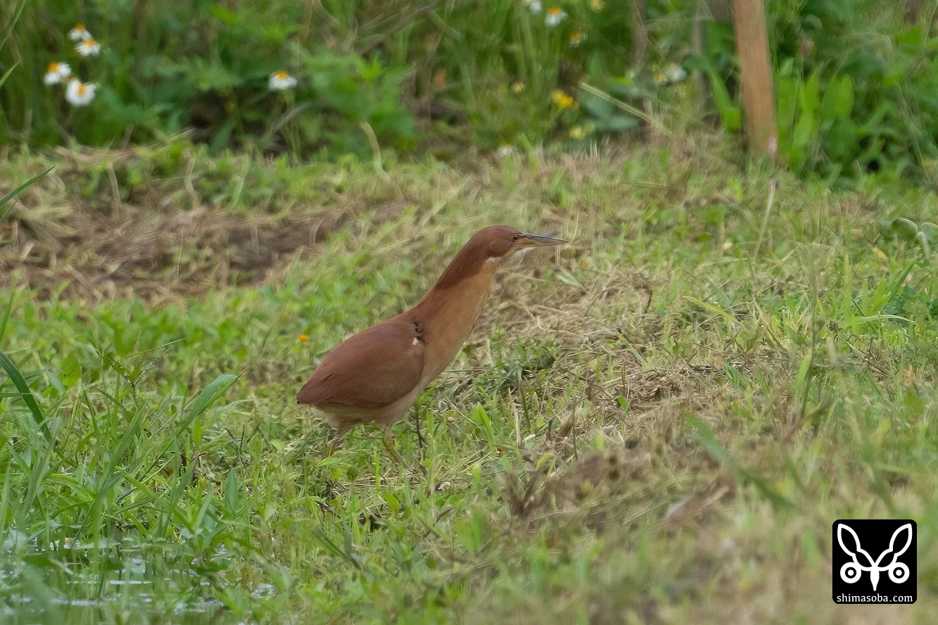 リュウキュウヨシゴイ