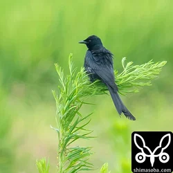 オウチュウ