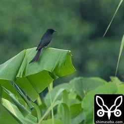 オウチュウ