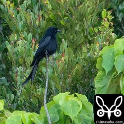 オウチュウ5羽、ハジロクロハラアジサシ夏羽など