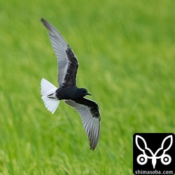 ハジロクロハラアジサシは真っ黒な体に真っ白な尾羽が美しいです。