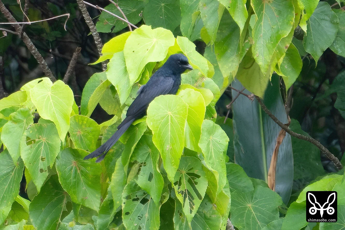 オウチュウ