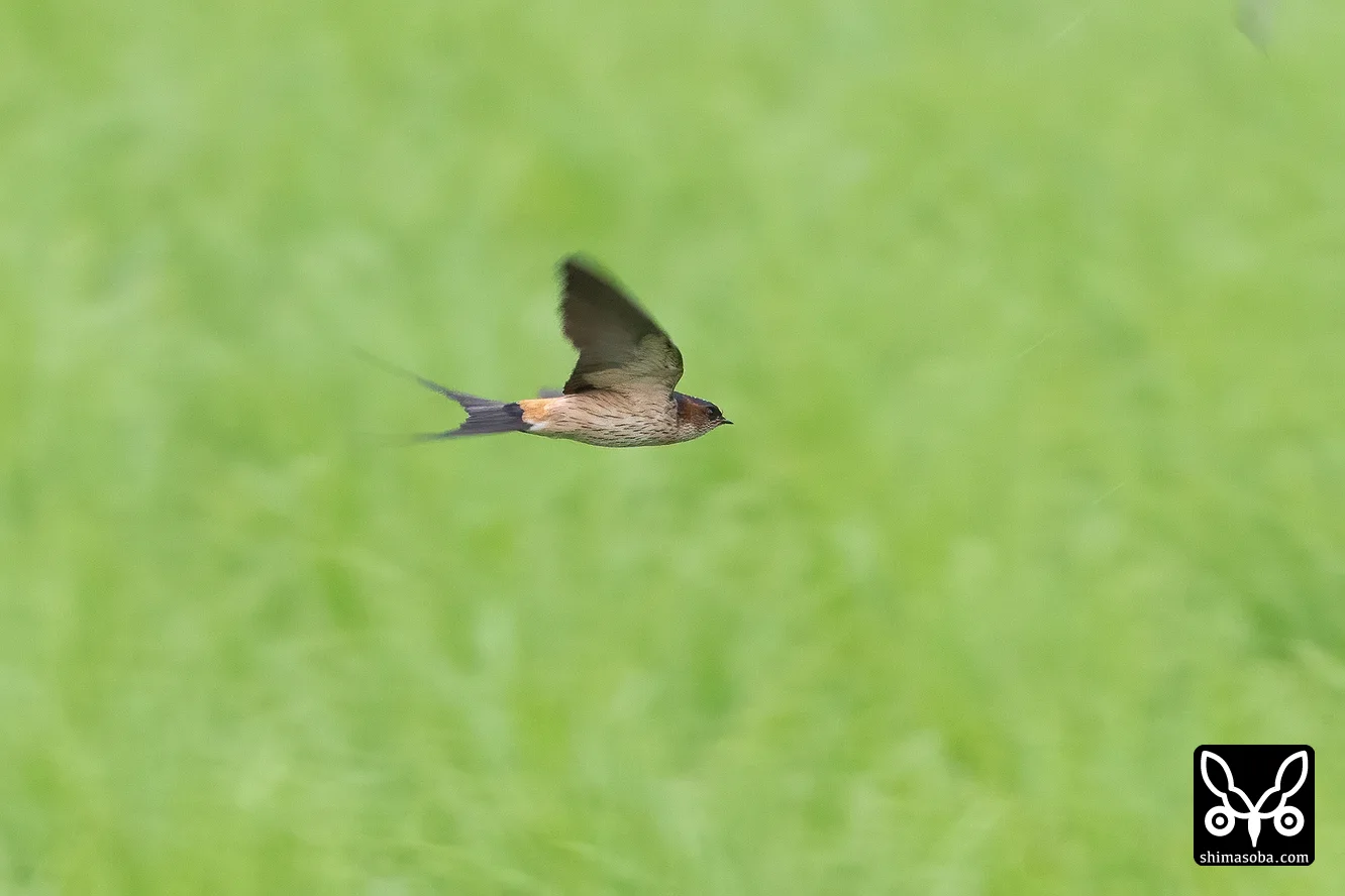 コシアカツバメ