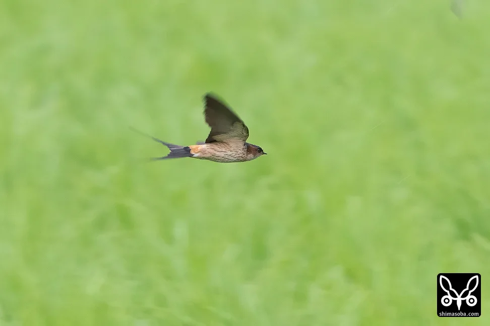コシアカツバメ