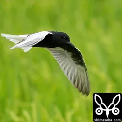 ハジロクロハラアジサシ