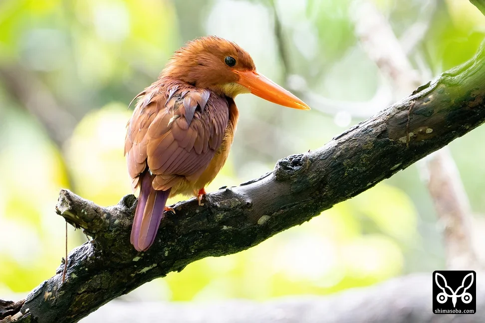 リュウキュウアカショウビン
