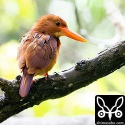 リュウキュウアカショウビン