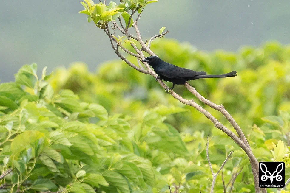 オウチュウ