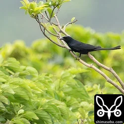 オウチュウ