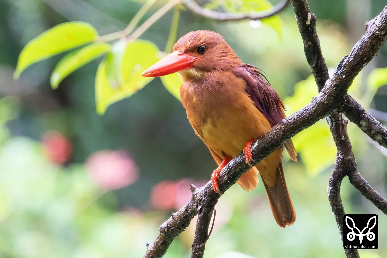 リュウキュウアカショウビン