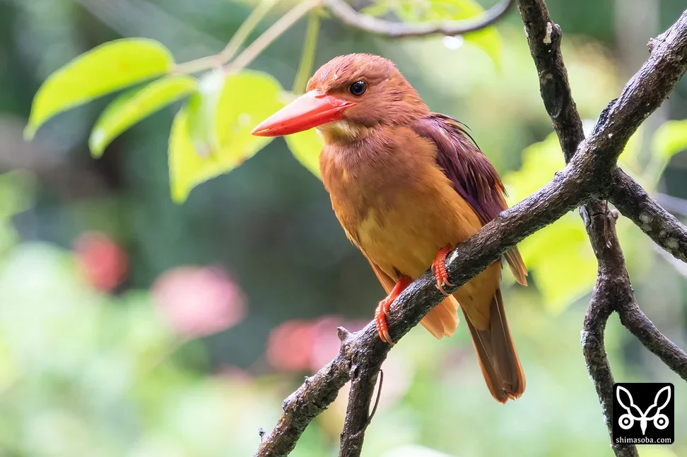 リュウキュウアカショウビン