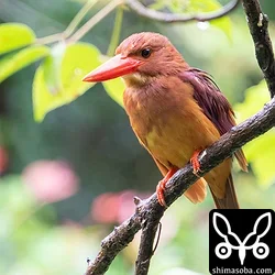 リュウキュウアカショウビン
