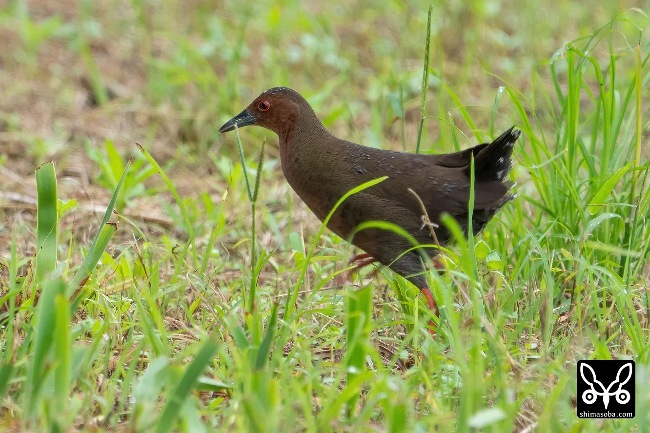 リュウキュウヒクイナ