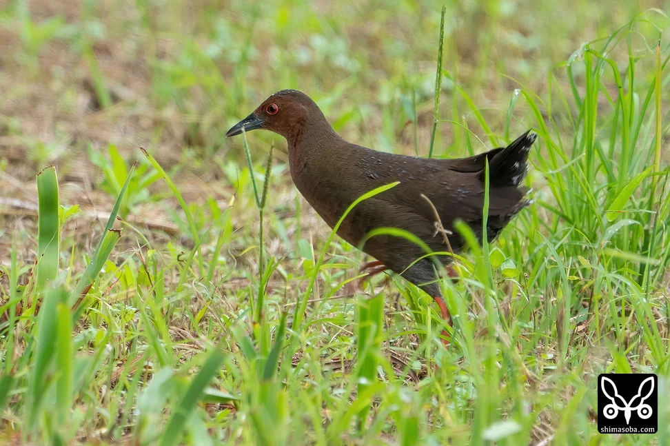 リュウキュウヒクイナ