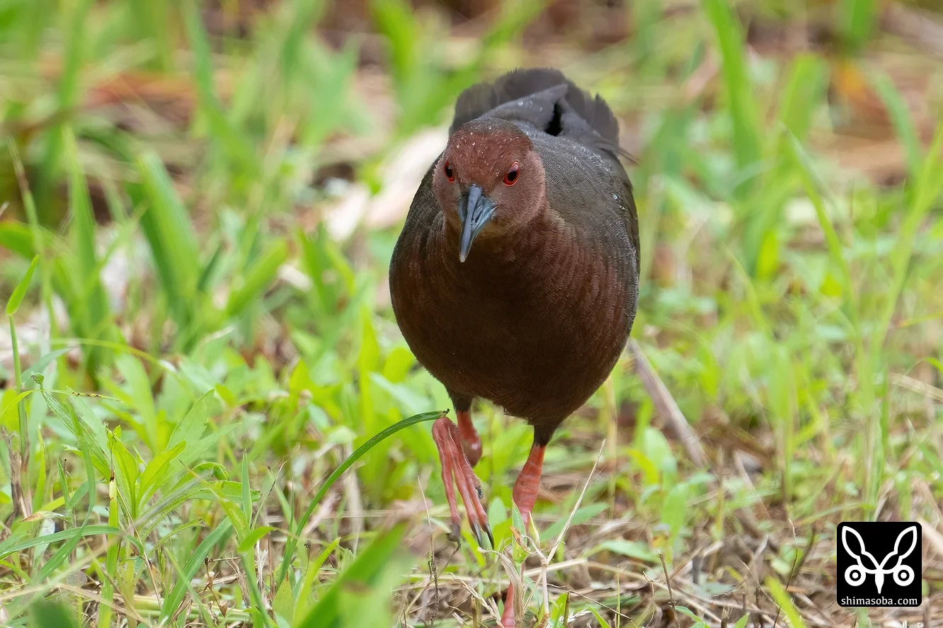 リュウキュウヒクイナ