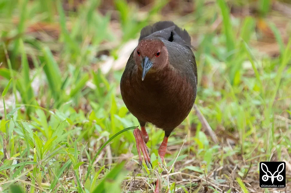リュウキュウヒクイナ