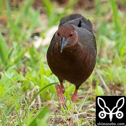リュウキュウヒクイナ