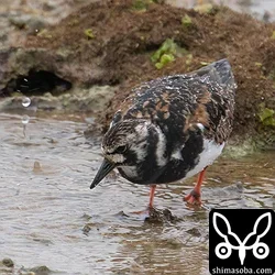 キョウジョシギは年中いる気がする…。