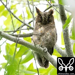 リュウキュウコノハズク