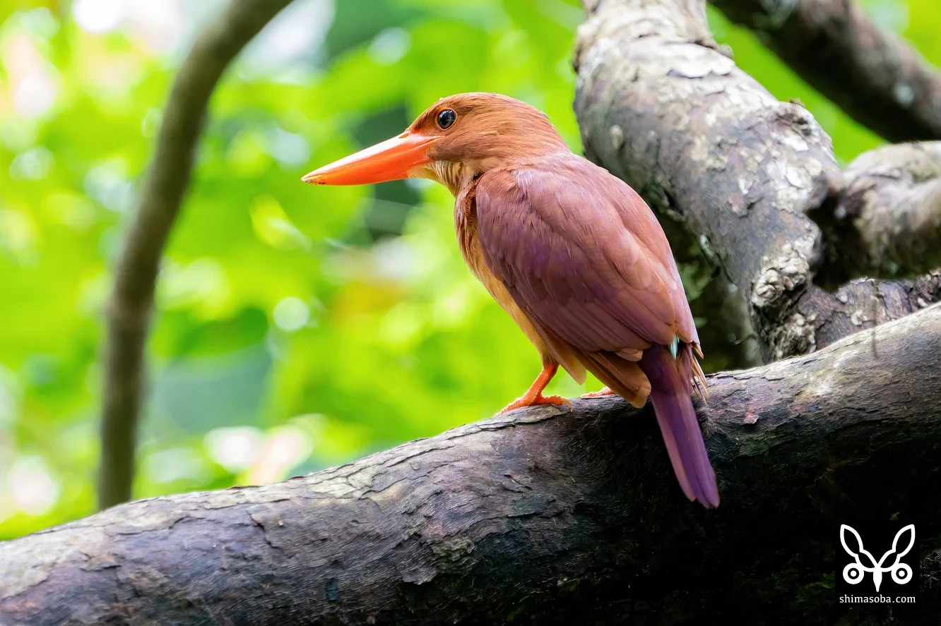 リュウキュウアカショウビン