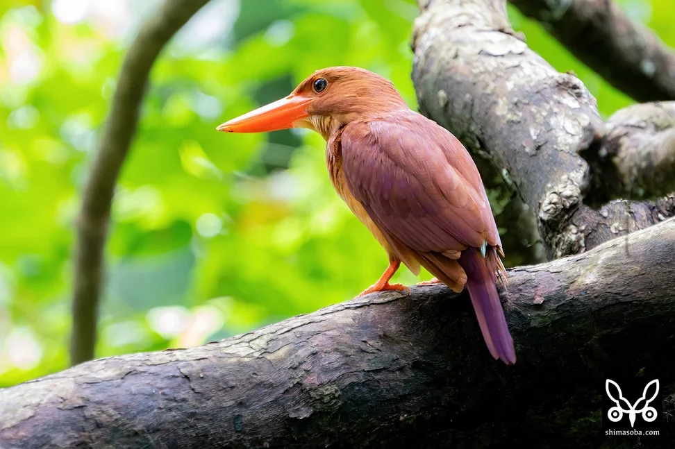 リュウキュウアカショウビン