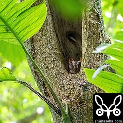 リュウキュウコノハズクのメス。この樹洞は4年連続の利用です。メスは同じ個体だと思われます。