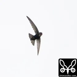 虫を目掛けて飛ぶヒメアマツバメ。