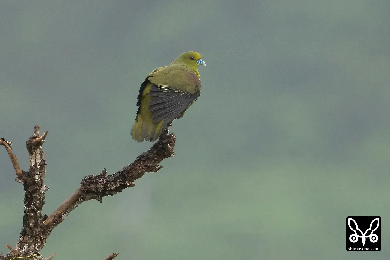 チュウダイズアカアオバト