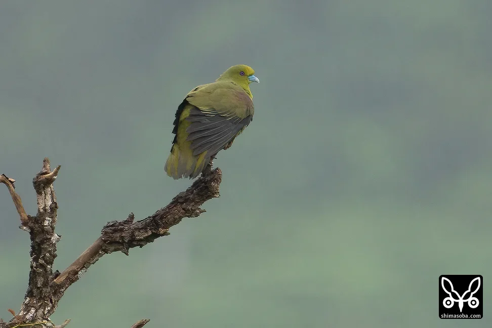 チュウダイズアカアオバト