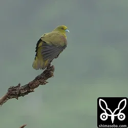 チュウダイズアカアオバト