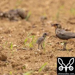 ツバメチドリのヒナ3羽と親鳥。
