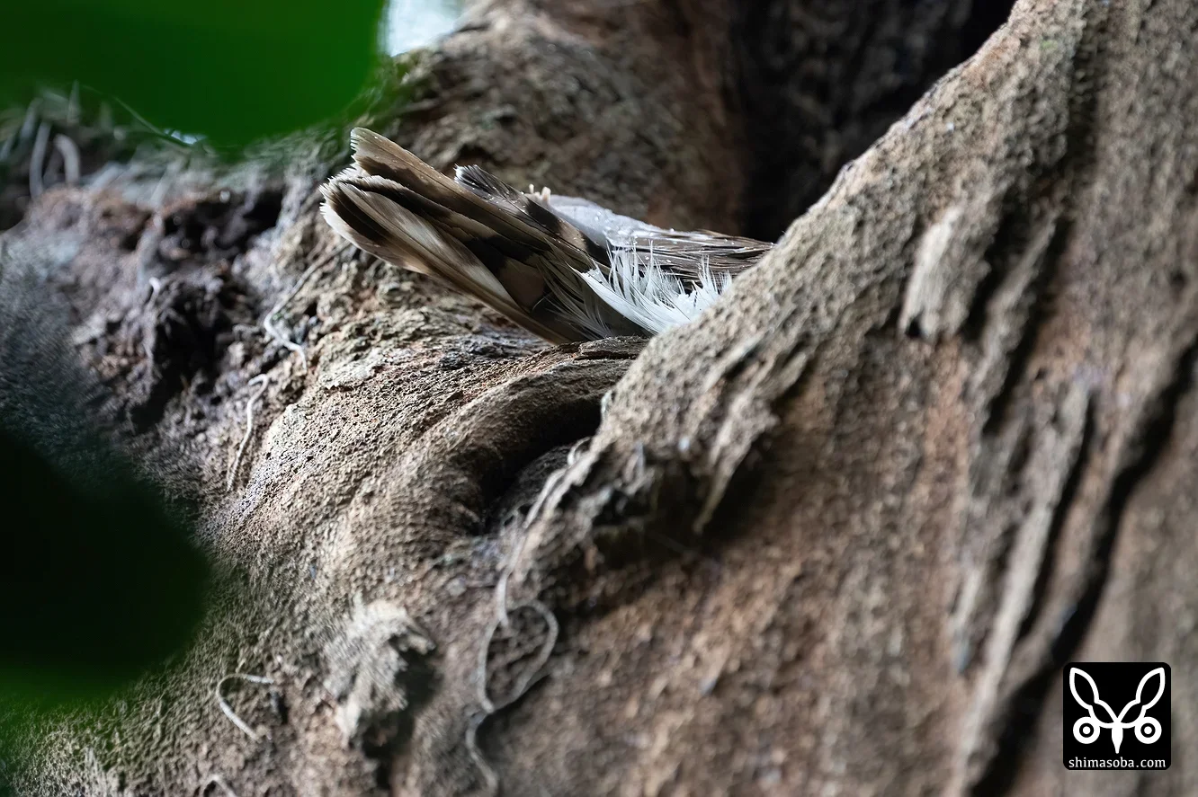 リュウキュウアオバズク