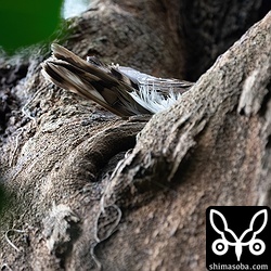 巣に座り翼がのぞくアオバズク。近くの枝に止まる見張りのオスも尾羽だけが見えていた。^^; こちらは毎年、3羽が巣立ちます。