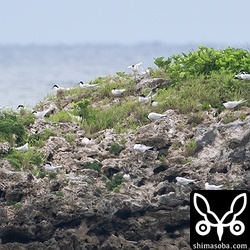 ベニアジサシのコロニー。先日までエリグロアジサシがいたのですが、追い払ってしまったようです。エリグロアジサシの群れは他の岩礁へ移動していました。