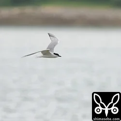 ハシブトアジサシ