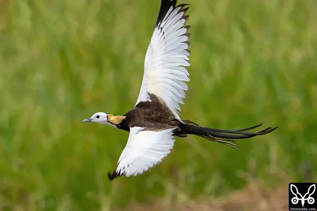 レンカクの飛翔。カラスに追われていました。飛ぶ時は「クウー」と悲しげな鳴き声でした。