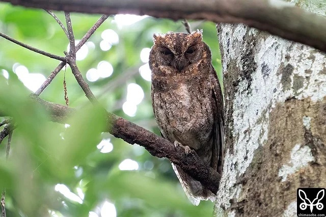 見張りをするリュウキュウコノハズクのオス。
