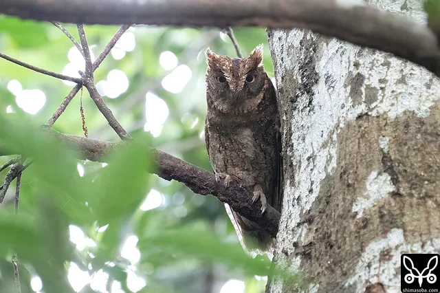 ほかの個体の鳴き声がすると、こちらの個体も鳴き声を上げて応じていた。