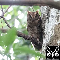 リュウキュウコノハズク