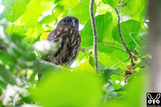 上の個体とペアのアオバズクのメス。ヒナが大きく成長して、巣外に出ていました。繁殖は順調に推移しているようです。
