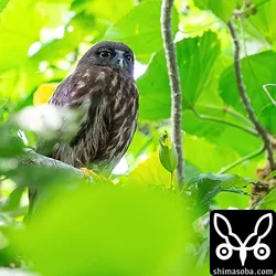 リュウキュウアオバズク