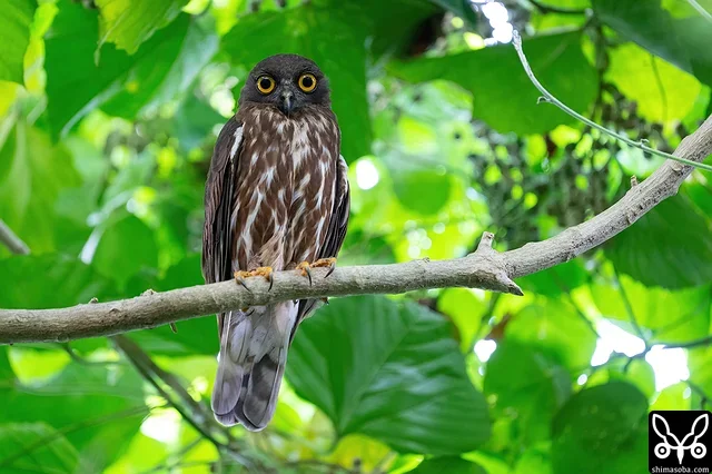 アオバズクのオスが見張り。