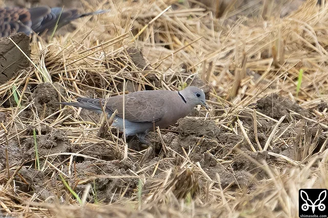 ベニバトも複数箇所で確認。これから秋にかけて飛来が増えてきます。成鳥メス。