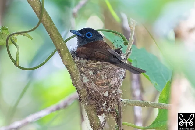 抱卵中のサンコウチョウのメス。