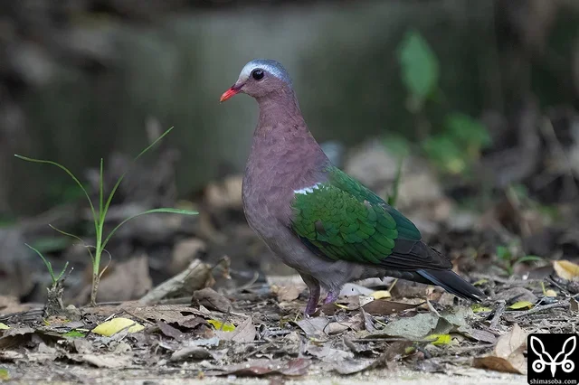 キンバトのオス。ツミの鳴き声に緊張しています。