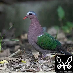 キンバト、アオバズク巣立ち、アカショウビン、ズグロミゾゴイ(動画あり)