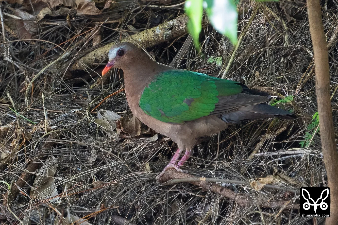 キンバト