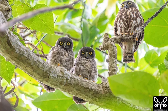 今季最初のアオバズクの巣立ち。