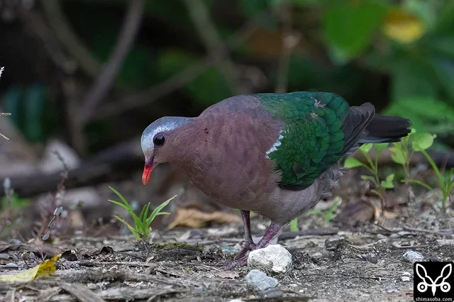 上と同個体。地面に落ちた実を食っていました。この時季はオオバギやヤンバルアカメガシワの落果がお気に入りです。